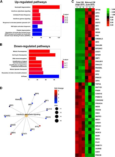 Bulk Rna Sequencing Analysis Of Differential Expressed Genes And