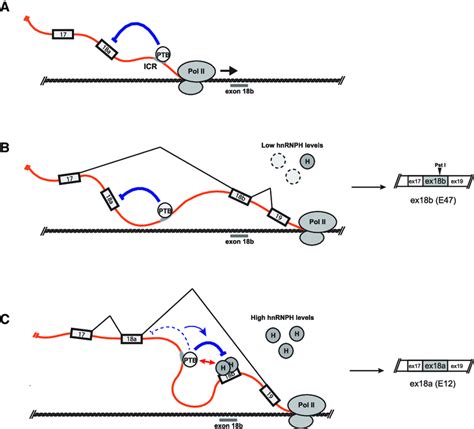 A Model For Tcf3 Mutually Exclusive Alternative Splicing A Exon 18a