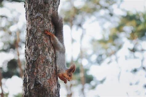 Squirrels Climbing Trees: How Do Squirrels Climb?