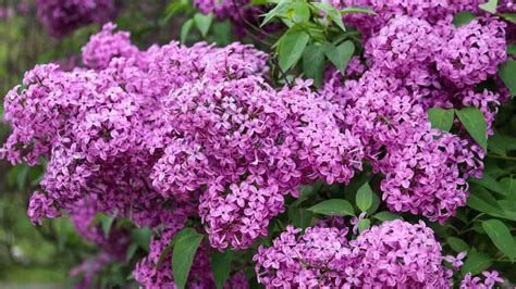 Lilac Bush Care Guide: How to Plant and Grow for Lilac Bush