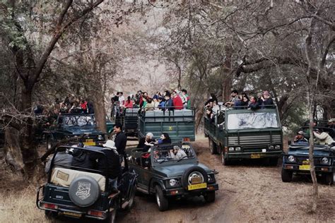 Ranthambore National Park Jeep Or Canter Safari Tour In Rajasthan