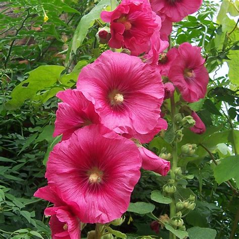 HOLLYHOCKS FLOWER SEEDS