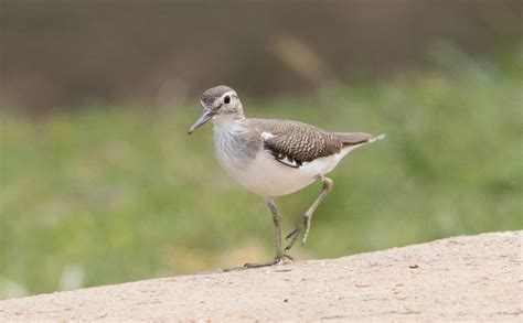 Common Sandpiper Bird Laura Erickson S For The Birds