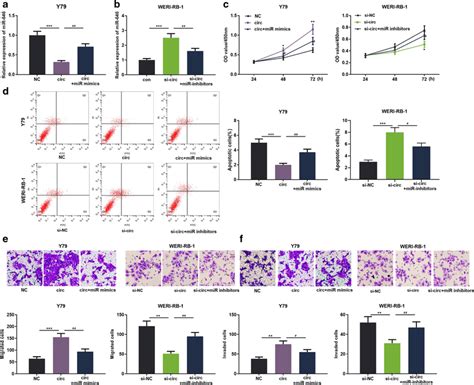 Circ0000527mir 646 Axis Regulated Rb Cell Proliferation Apoptosis