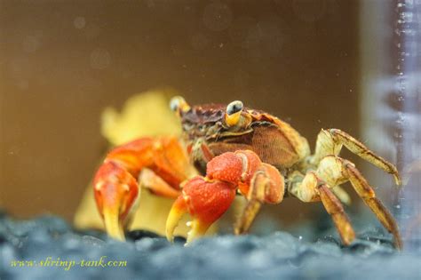 Red Claw Crab Photos @ Shrimp Tank