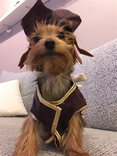 Yorkie Dog Halloween Costumes - Yorkie.Life