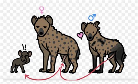 Hyena Png Pic - Do Hyenas Give Birth, Transparent Png - 1100x618 ...