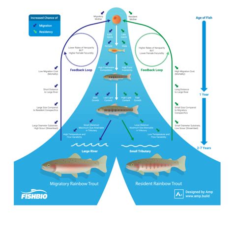 Trout Tracking Studies Montana Trout Unlimited