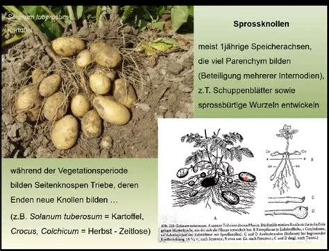 Morphologie Lebensformen Von Pflanzen Karteikarten Quizlet