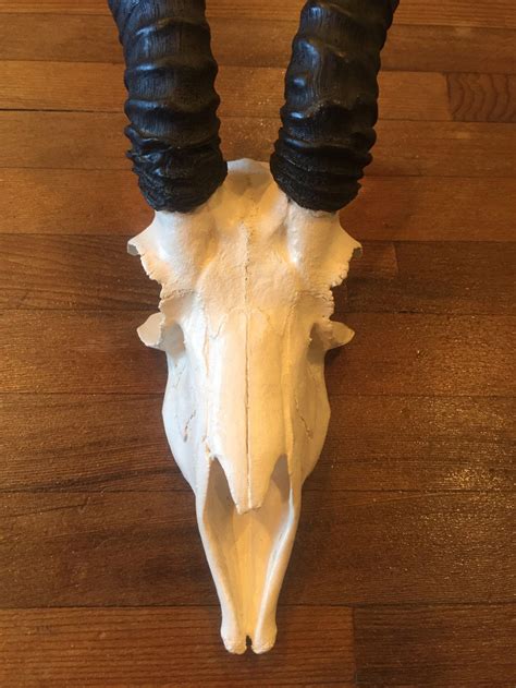 African Male Springbok Skull and Horns Faux Replica Taxidermy - Etsy