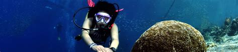 Dive Into Adventure Padi Open Water Diver In Moalboal With Padi 5 Star