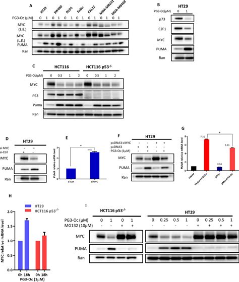 Pg3 Oc Dependent Repression Of Myc Upregulates Puma A Various Mutant