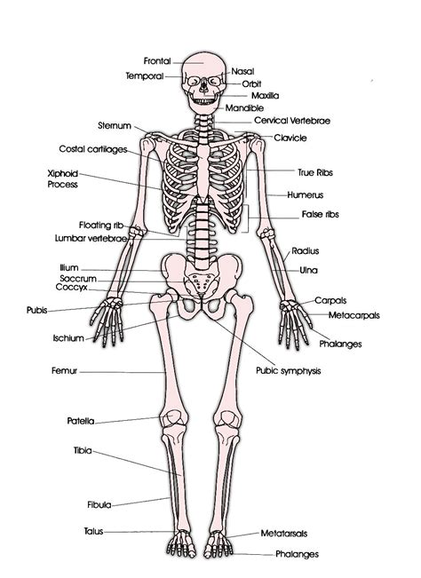 Diagram Of The Skeletal System And Their Functions The Human