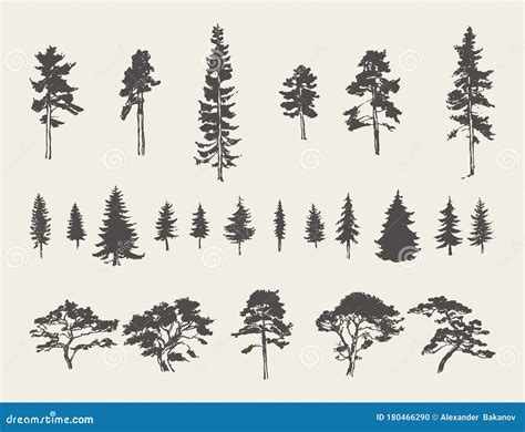 Set Silhouettes Trees Pine Fir Cedar Vector Sketch Stock Vector