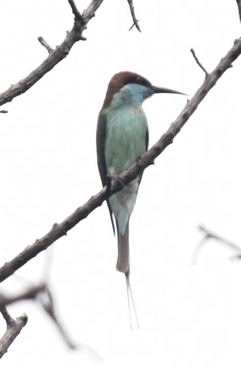 Blue Throated Bee Eater Birds Of Singapore · Inaturalist