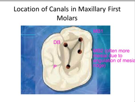 Molar Endodontics Flashcards Quizlet