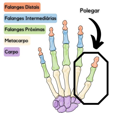 Luxa O Do Polegar Saiba O Tratamento Medicina Ortop Dica