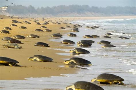 Odisha Sets A New Record As Lakh Olive Ridley Turtles Lay Eggs On