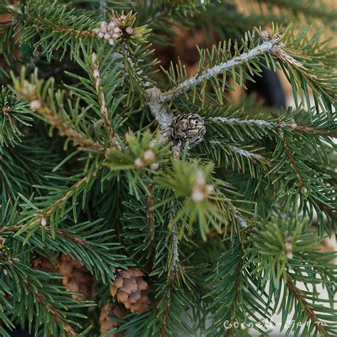 Picea A Pusch 3gal Dwarf Norway Spruce Cornell Farm