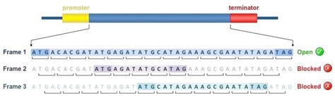 Biological Languages DNA Vs RNA ZeClinics CRO