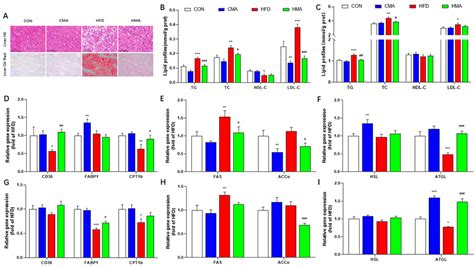 Effect Of Ma On Hfd Induced Liver Structural Damage And Contents Of