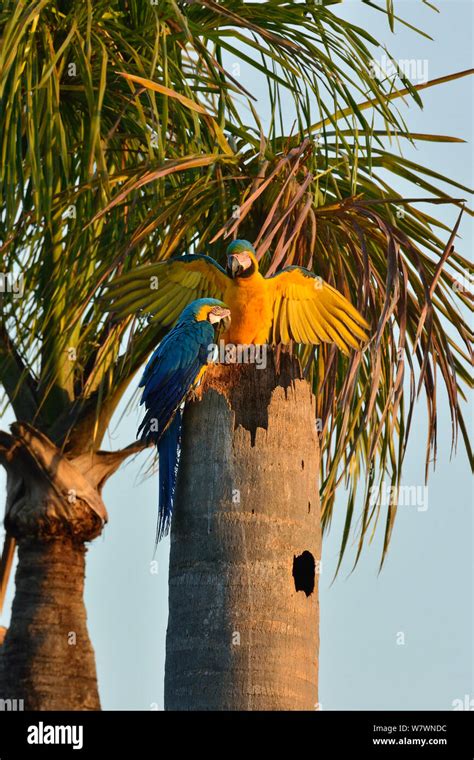 Blue And Yellow Macaw Ara Ararauna Pair At Nest In Palm Tree