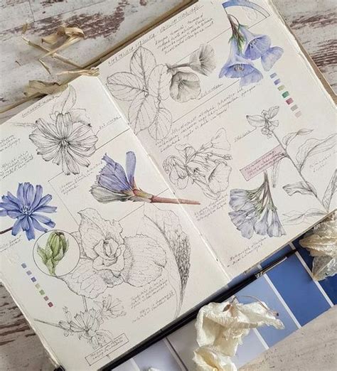 Pin by talina on سكتش رسم in 2024 Botanical sketchbook Sketch book