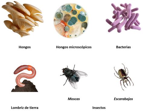 Cadena trófica también conocida como cadena alimentaria