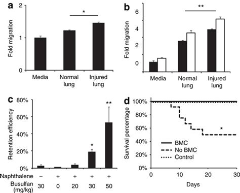 BMC migrate to injured lung and contribute to recovery. (a) Fresh BMC ...