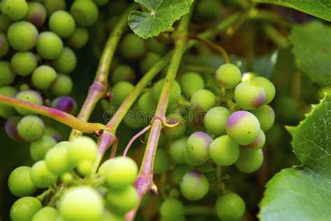 Conjuntos Das Uvas De Amadurecimento Imagem De Stock Imagem De