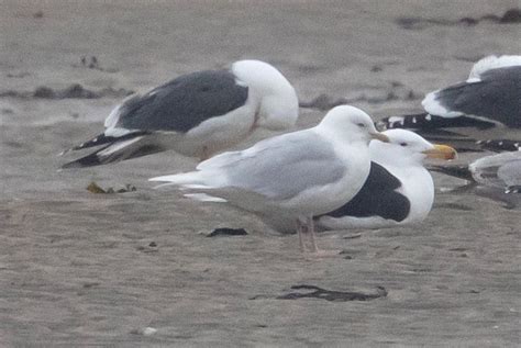 Monday Th December Cornwall Birds Cbwps