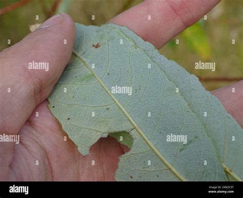 Pussy Willow Salix Discolor Plantae Stock Photo Alamy