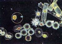 What is plankton? | Facts About All