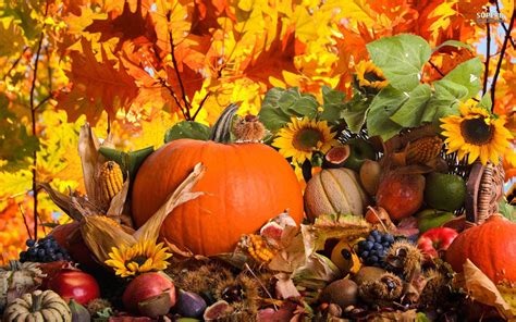 fall scenery wallpaper  pumpkins