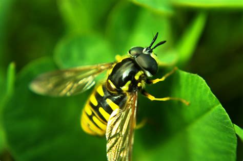 insect wasp macro  photo  pixabay pixabay