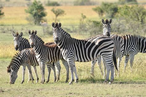 Hd Wallpaper Wildlife Photography Of Group Of Zebra On Grass Safari