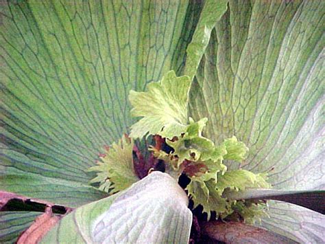 platycerium superbum