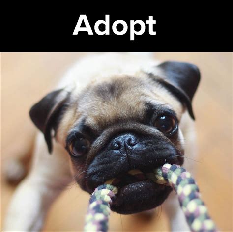 fresno animal shelter 6