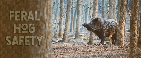 How to Survive a Wild Boar Attack - Hog Basic Safety Tips