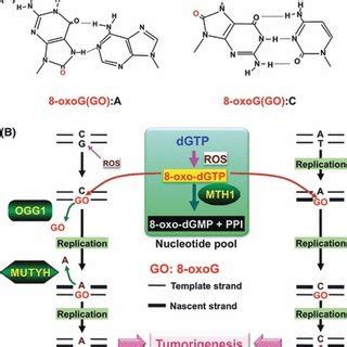 Altered Base Pairing And Mutagenesis Caused By Oxog And Defense