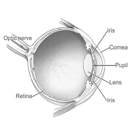 Diagram Of An Eye Via National Eye Institute Eye Anatomy Parts Of The Eye Eye Function