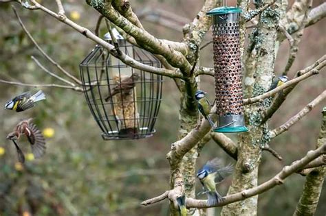 How To Attract Birds To Your Garden Bird Spot