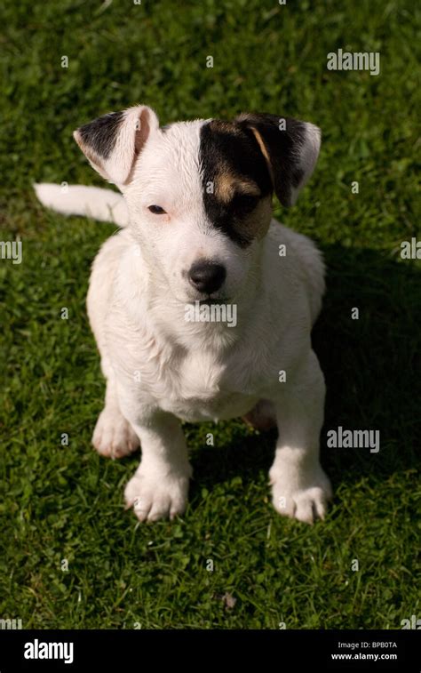 Miniature Jack Russell Puppy Stock Photo Alamy