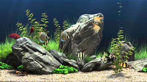 Aquarium HD 1080p Wallpaper - WallpaperSafari