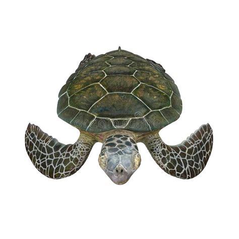 Green Sea Turtle Isolated On A White D Illustration Stock Illustration