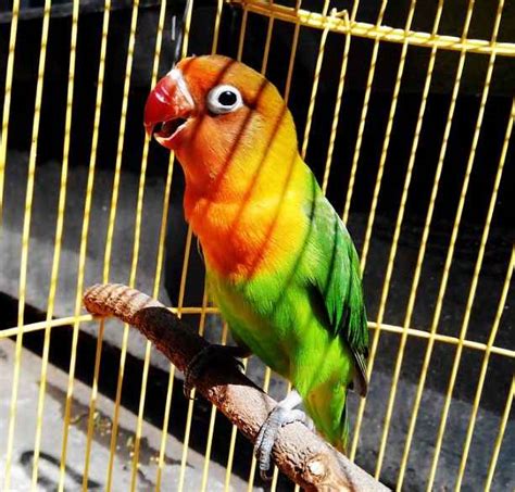 Racikan Pakan Lovebird Konslet Kejer Dan Metode Latihannya Majalah