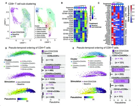 Annotation Of Cd8 T Cell Subsets And Trajectory Inference A Download Scientific Diagram