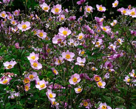 Anemone X Hybrida Gardensonline