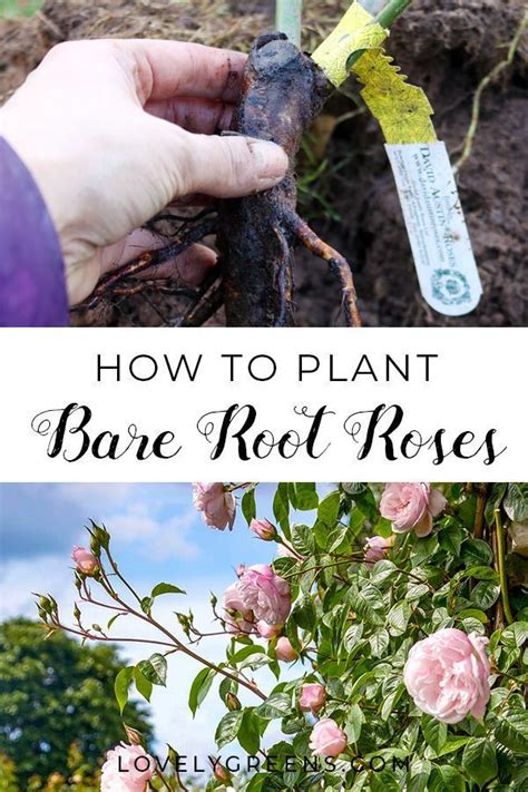 How To Plant Bare Root Roses In Winter Lovely Greens Plants