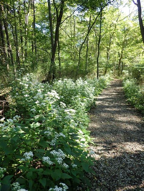 White Snakeroot (Ageratina altissima) - Garden.org